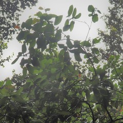 Santalum paniculatum