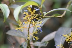 Palicourea weberbaueri