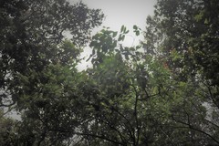 Santalum paniculatum