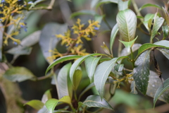 Palicourea weberbaueri