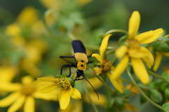 Chauliognathus heros