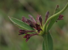 Pimelea curviflora sericea