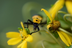 Chauliognathus heros