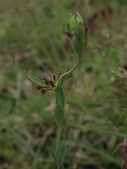 Pimelea curviflora sericea