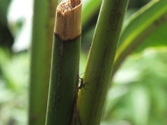 Telostylinus lineolatus