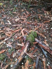 Paragymnopus sequoiae