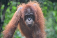 Pongo pygmaeus