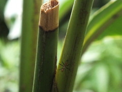 Telostylinus lineolatus