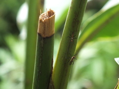 Telostylinus lineolatus