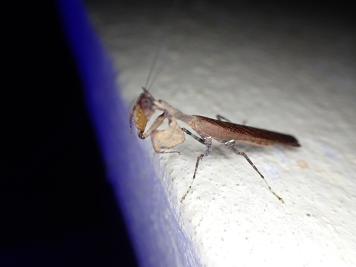 Anasigerpes heydeni