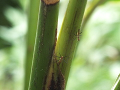 Telostylinus lineolatus