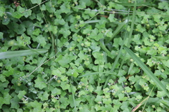 Hydrocotyle bowlesioides