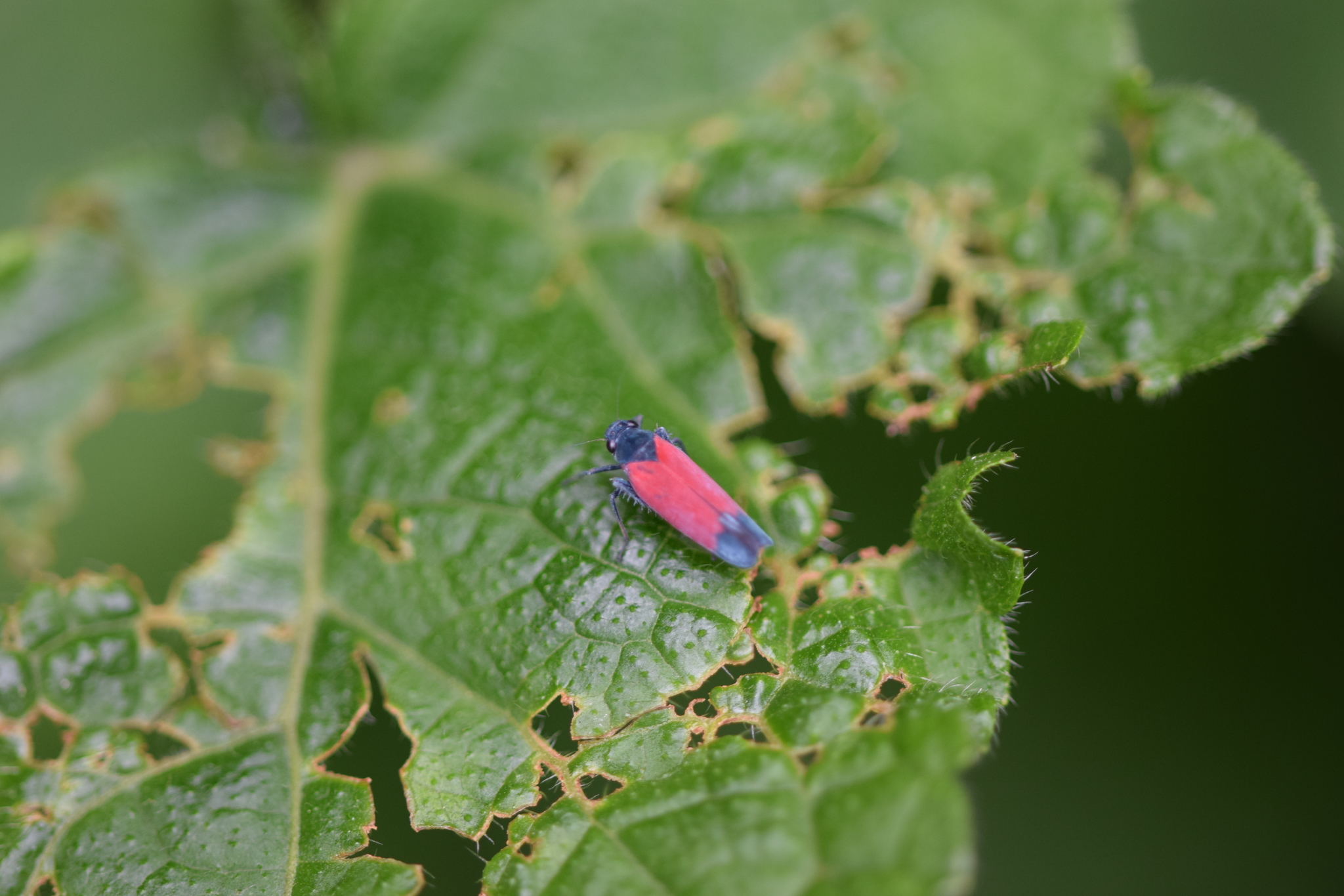 Cicadellini image