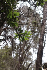 Morella faya, recorded fruiting