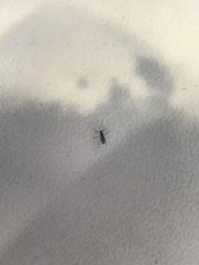 Diptera