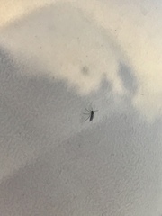 Diptera
