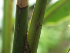 Telostylinus lineolatus