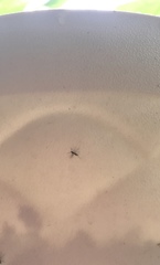 Diptera