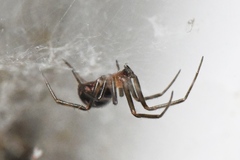 Steatoda