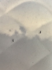 Diptera