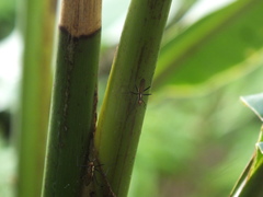 Telostylinus lineolatus