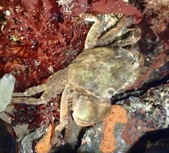 Hemigrapsus takanoi