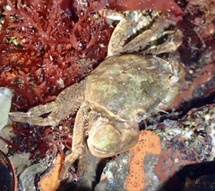 Hemigrapsus takanoi