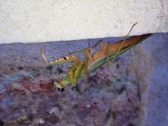 Prohierodula laticollis