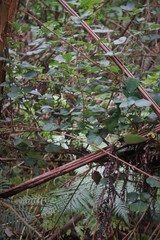 Rubus ellipticus, recorded fruiting