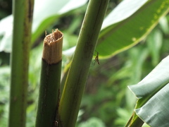 Telostylinus lineolatus