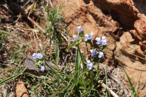Cyanotis speciosa (Cyanotis speciosa)