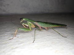 Prohierodula laticollis