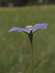 Wahlenbergia planiflora