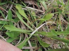 Wahlenbergia planiflora