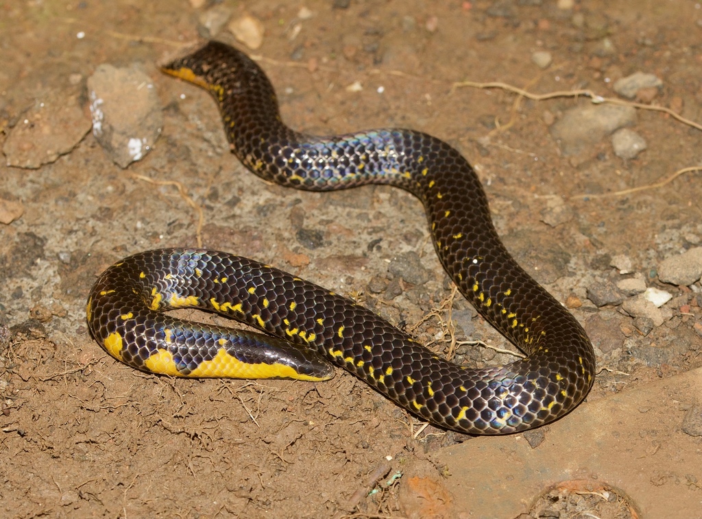 Bombay Earth Snake