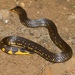 Bombay Earth Snake - Photo (c) satish nikam, some rights reserved (CC BY-NC-SA), uploaded by satish nikam
