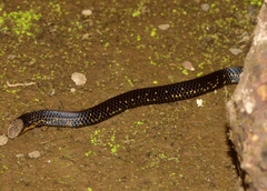 Uropeltis macrolepis