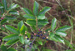 Frangula crenata