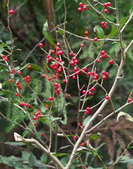 Ilex serrata