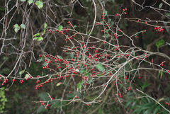 Ilex serrata