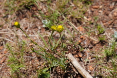 Lasiosiphon sericocephalus