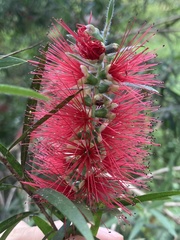 Melaleuca linearifolia