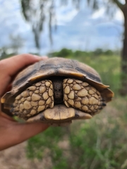 Chelonoidis chilensis