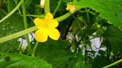 Cucumis sativus hardwickii