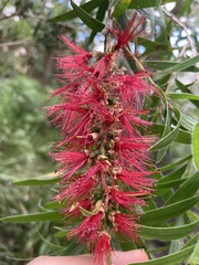 Melaleuca linearifolia