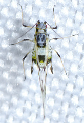 Eucarazzia elegans