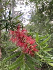 Melaleuca linearifolia