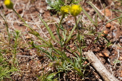 Lasiosiphon sericocephalus