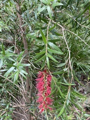 Melaleuca linearifolia