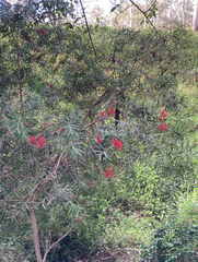 Melaleuca linearifolia